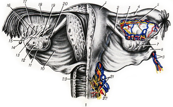 строение яичника анатомия